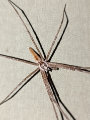 Euprosthenops