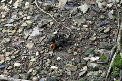 Tliltocatl epicureanus