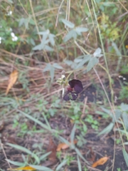 Macroptilium atropurpureum