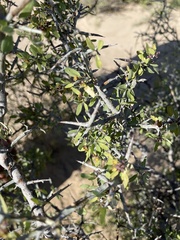 Sarcomphalus obtusifolius