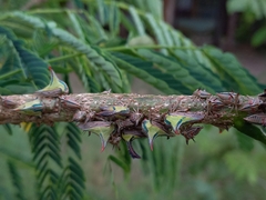 Umbonia