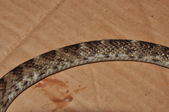 Siphlophis longicaudatus