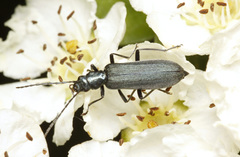 Ischnomera cinerascens