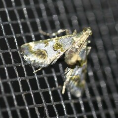 Arescoptera haplocala