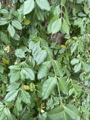 Euonymus