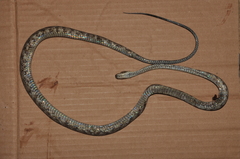 Siphlophis longicaudatus