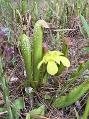 Sarracenia minor