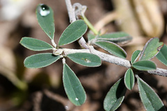 Indigofera sessilifolia