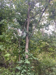 Euonymus