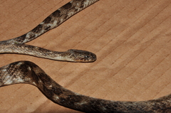 Siphlophis longicaudatus