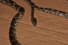 Siphlophis longicaudatus