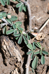 Indigofera sessilifolia