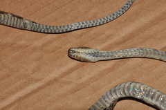 Siphlophis longicaudatus