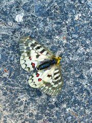 Parnassius clodius
