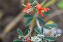 Indigofera sessilifolia