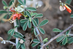 Indigofera sessilifolia