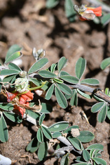 Indigofera sessilifolia