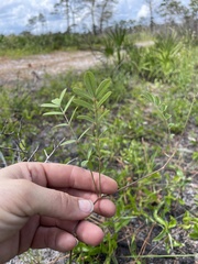 Tephrosia florida