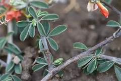 Indigofera sessilifolia