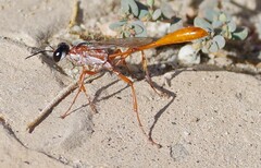 Ammophila