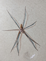 Euprosthenops