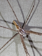 Euprosthenops
