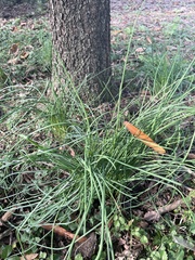 Allium vineale