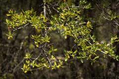 Cercocarpus ledifolius