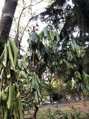 Rhododendron maximum