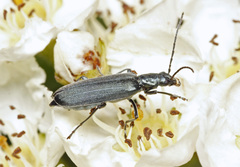 Ischnomera cinerascens