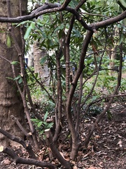 Rhododendron maximum