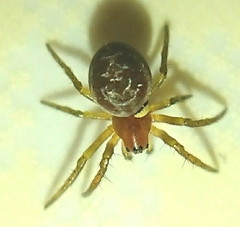 Araniella displicata