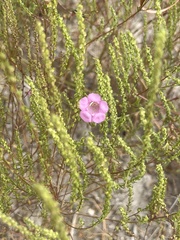 Agalinis heterophylla