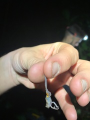 Pristimantis ventrimarmoratus