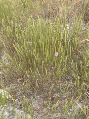 Agalinis heterophylla