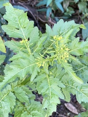 Rorippa sessiliflora