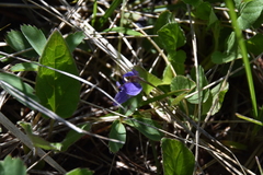 Viola adunca