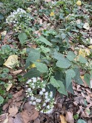 Ageratina altissima