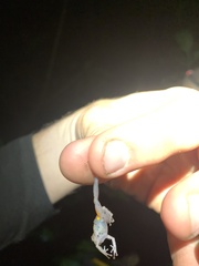 Pristimantis ventrimarmoratus