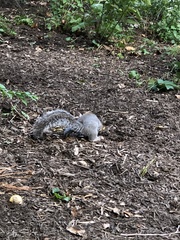 Sciurus carolinensis