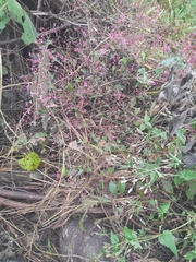 Lopezia racemosa