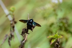 Xylocopa latipes