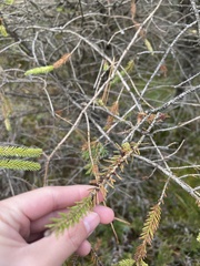 Arceuthobium pusillum