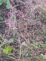 Lopezia racemosa