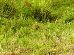 Emberiza citrinella caliginosa