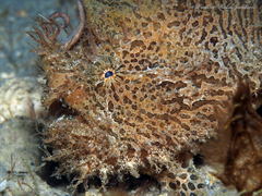 Antennarius scaber