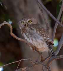 Glaucidium perlatum