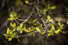 Cercocarpus ledifolius