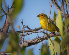 Setophaga petechia castaneiceps
