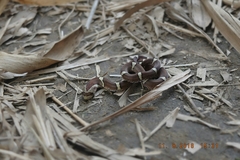Oligodon purpurascens